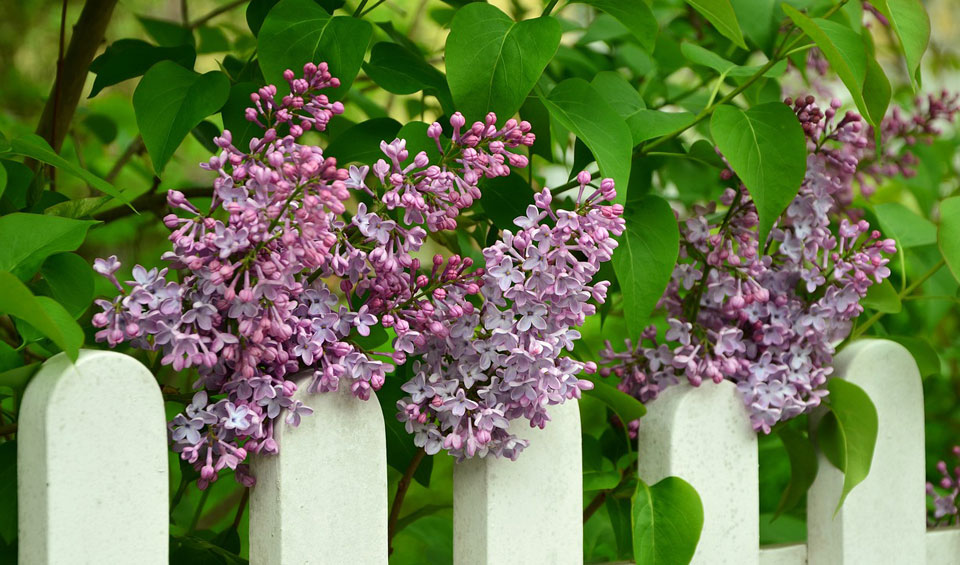 Syringa vulgaris en seto