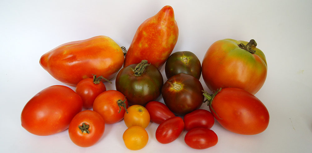 Tipos de tomate