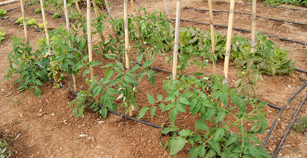 Tomateras en cultivo