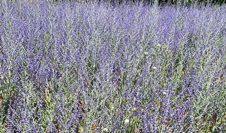 Perovskia atriplicifolia ‘Blue spire’ de MaQu