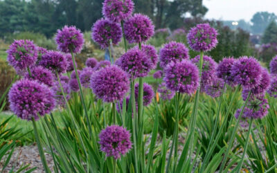 Allium sativum ornamental