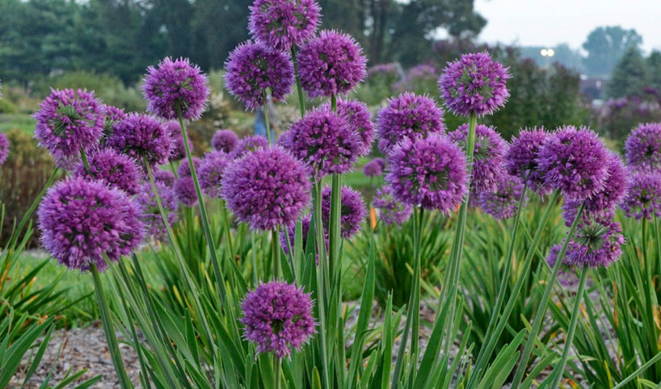 Allium sativum ornamental