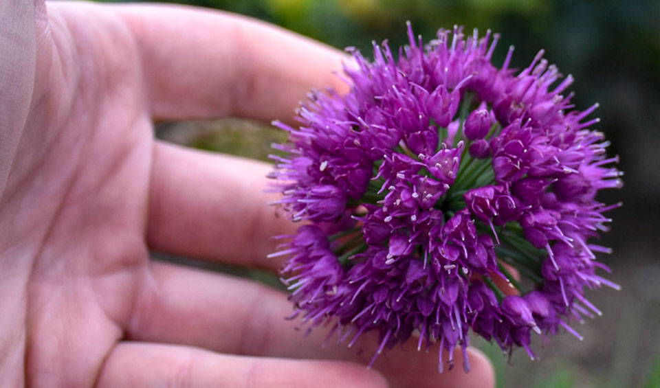 Allium sativum ornamental Maqu