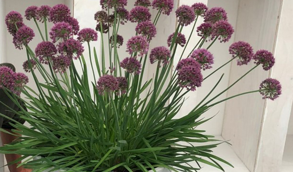 Allium sativum ornamental MaQu