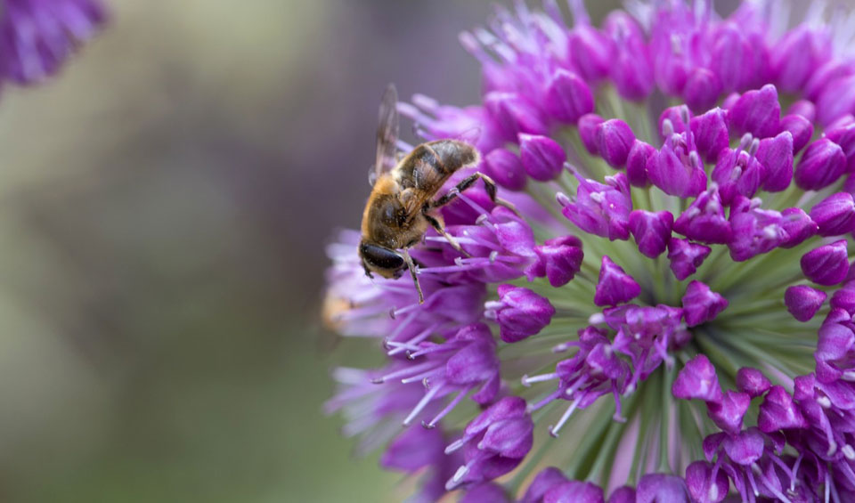 Allium sativum ornamental MaQu