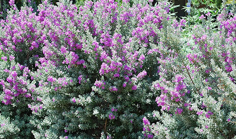 Leucophyllum frutescens de MaQu
