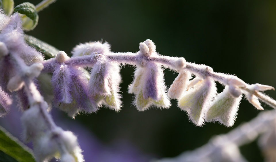 Perovskia atriplicifolia