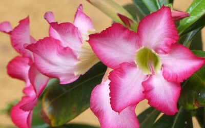 Adenium obesum