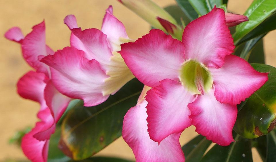 Adenium obesum, flores
