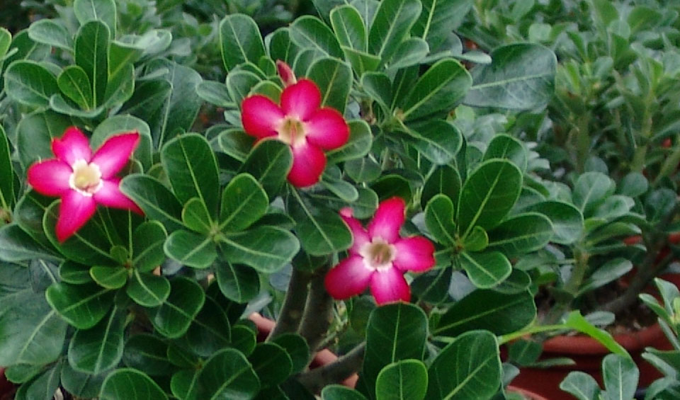 Adenium obesum en cultivo