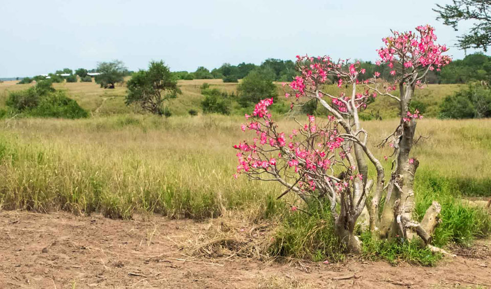 Adenium obesum en su hábitat natural