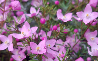 Boronia crenulata