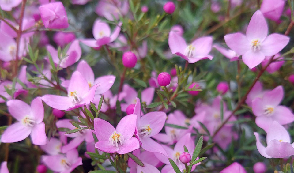 Boronia crenulata de MaQu