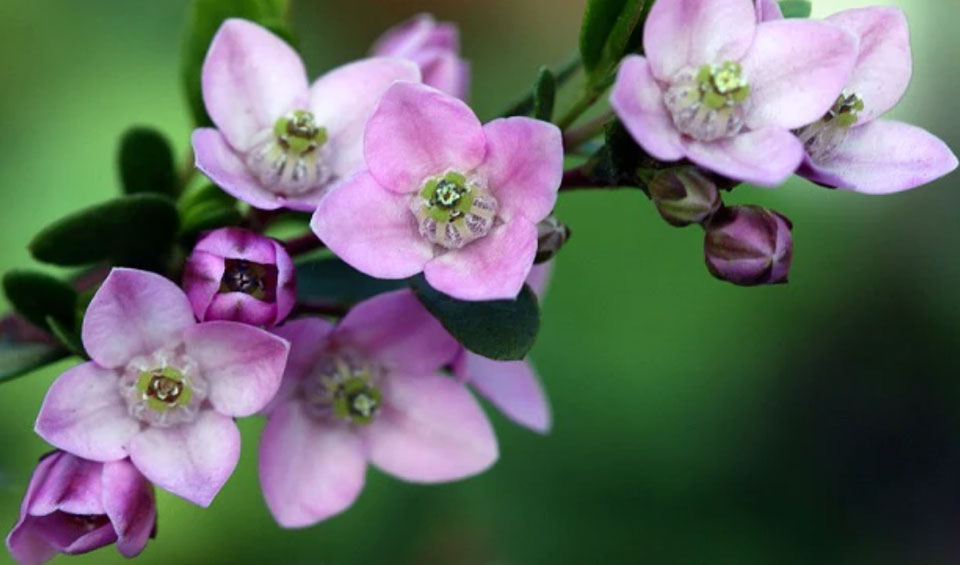 Flores de Boronia crenulata