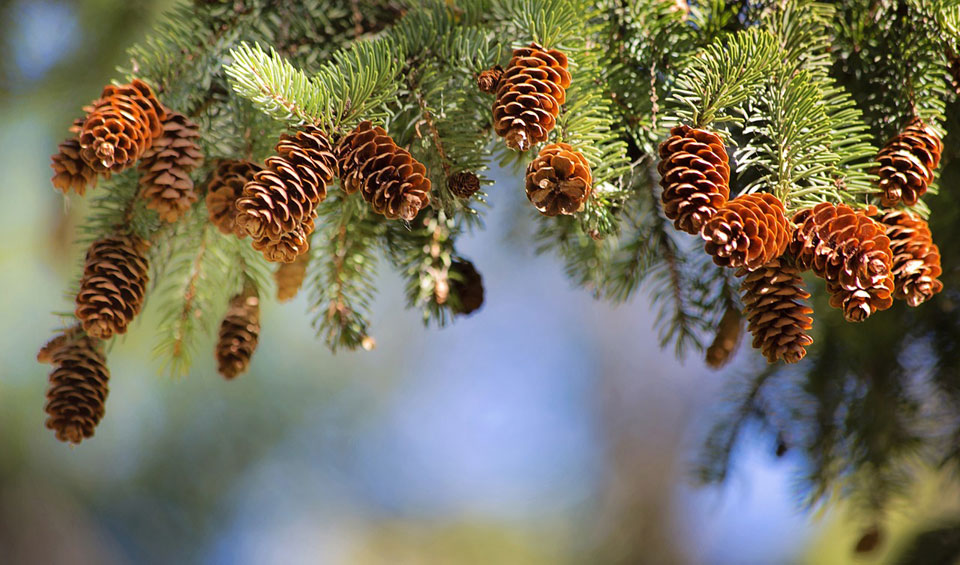 Frutos de Picea