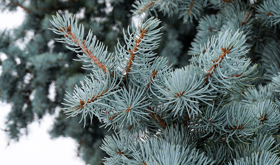 Picea glauca