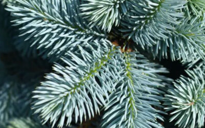 Picea glauca ‘Cónica’