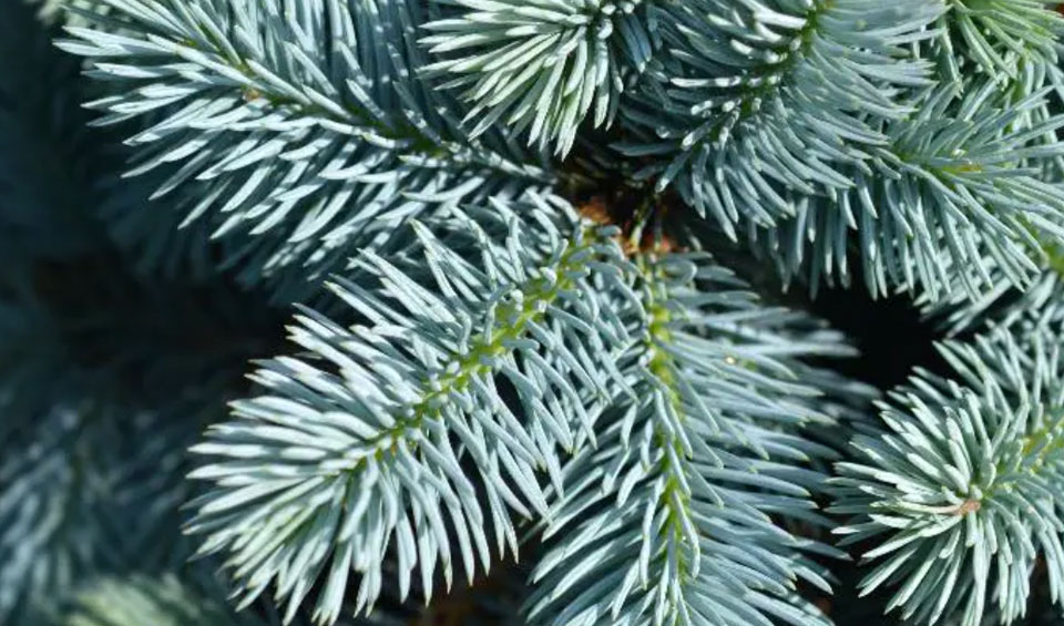 Acículas de Picea glauca 'Cónica'