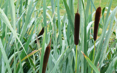 Typha latifolia