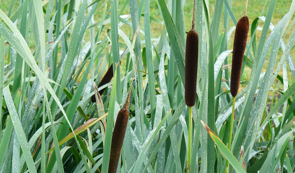 Typha latifolia en jardín