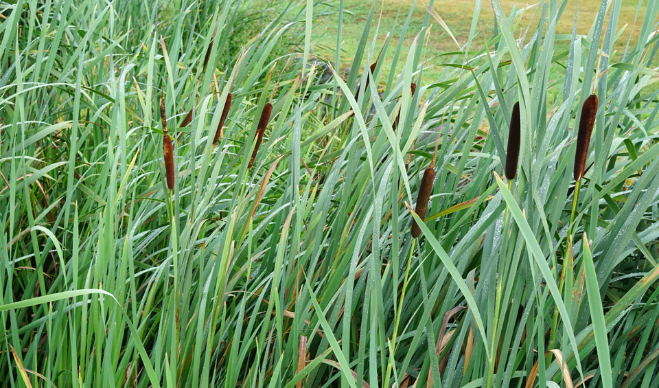 Typha latifolia en orilla de río