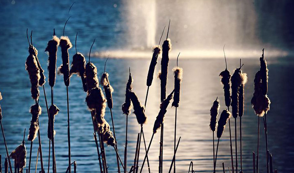 Fructificación de la Typha latifolia