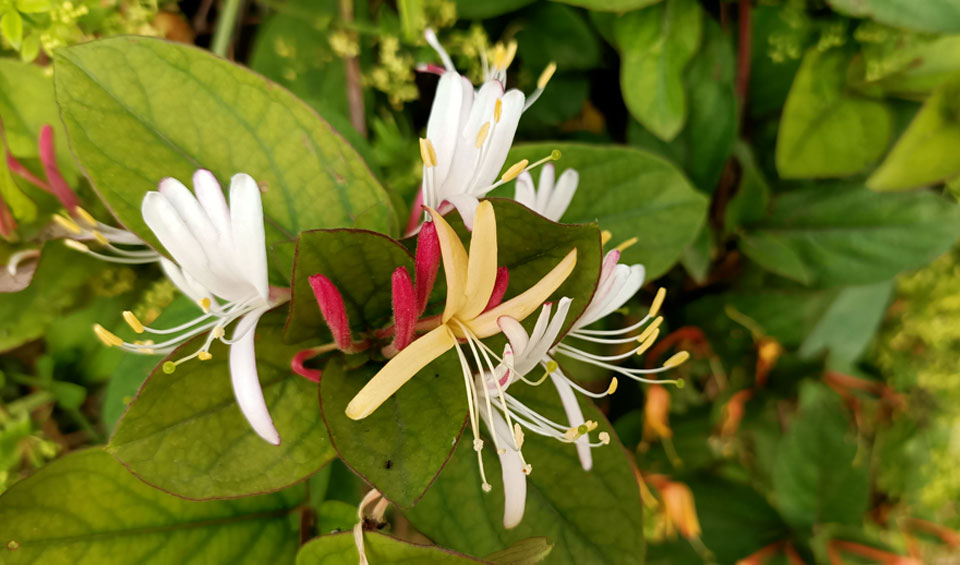 Madreselva o Lonicera japonica