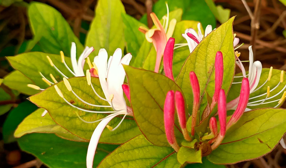 Lonicera japonica, flor
