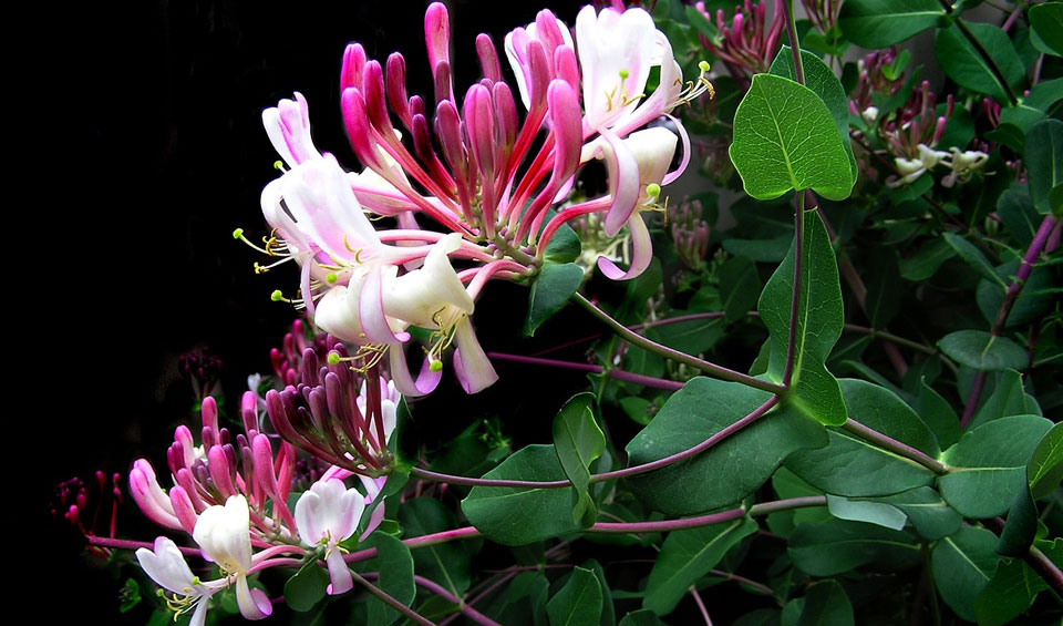 Lonicera japonica en floración