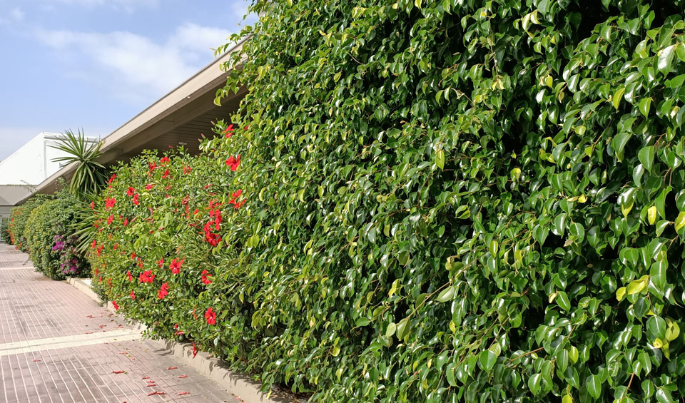 Ficus benjamina en valla