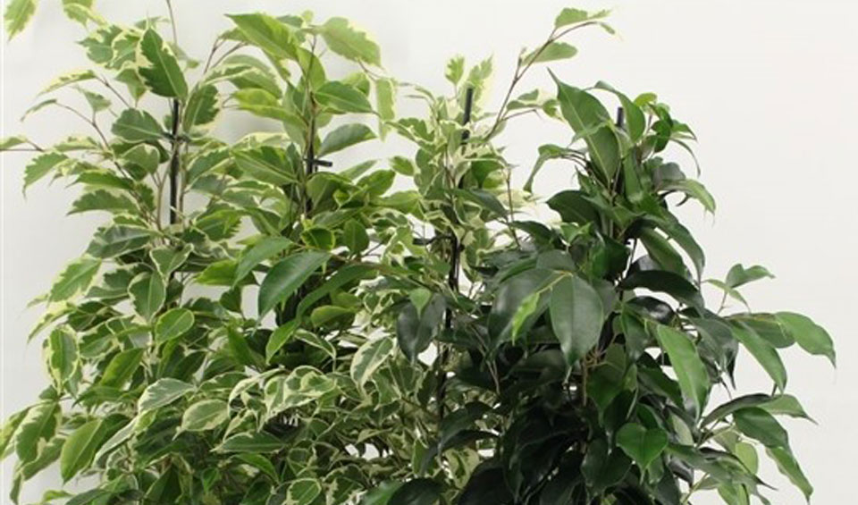 Variedades de Ficus benjamina en MaQu