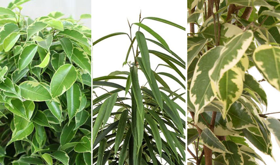 Ficus benjamina variedades anastasia, alii y samantha