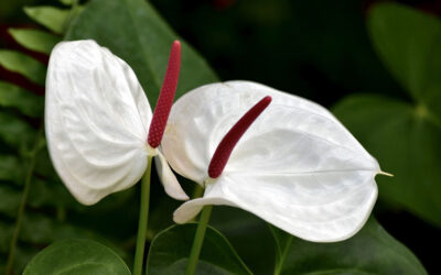 Anthurium andreanum