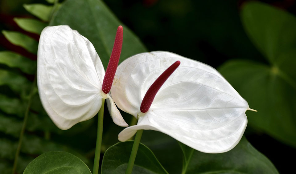 Anthurium blanco