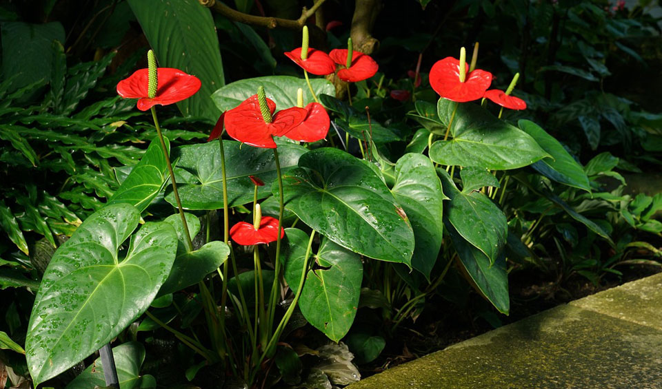 Anthurium en jardín