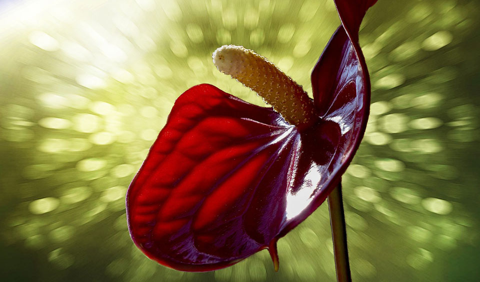 Flor de Anthurium