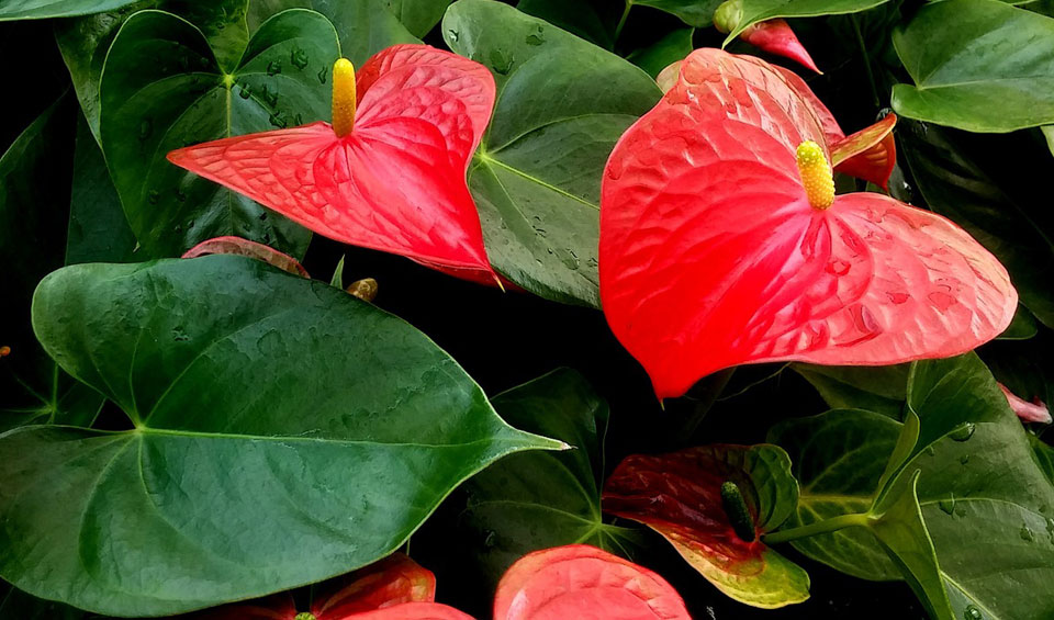 Flor de Anthurium en rojo