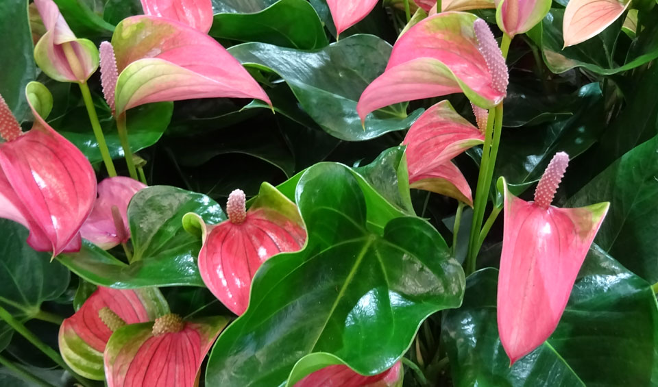 Anthurium de flor rosa