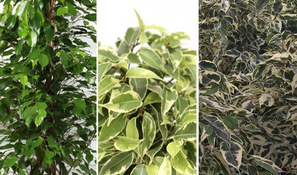 Ficus benjamina variedades exotica, golden y twilight