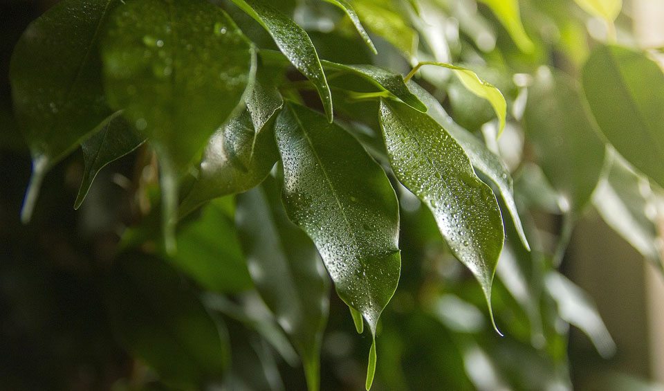 Ficus benjamina