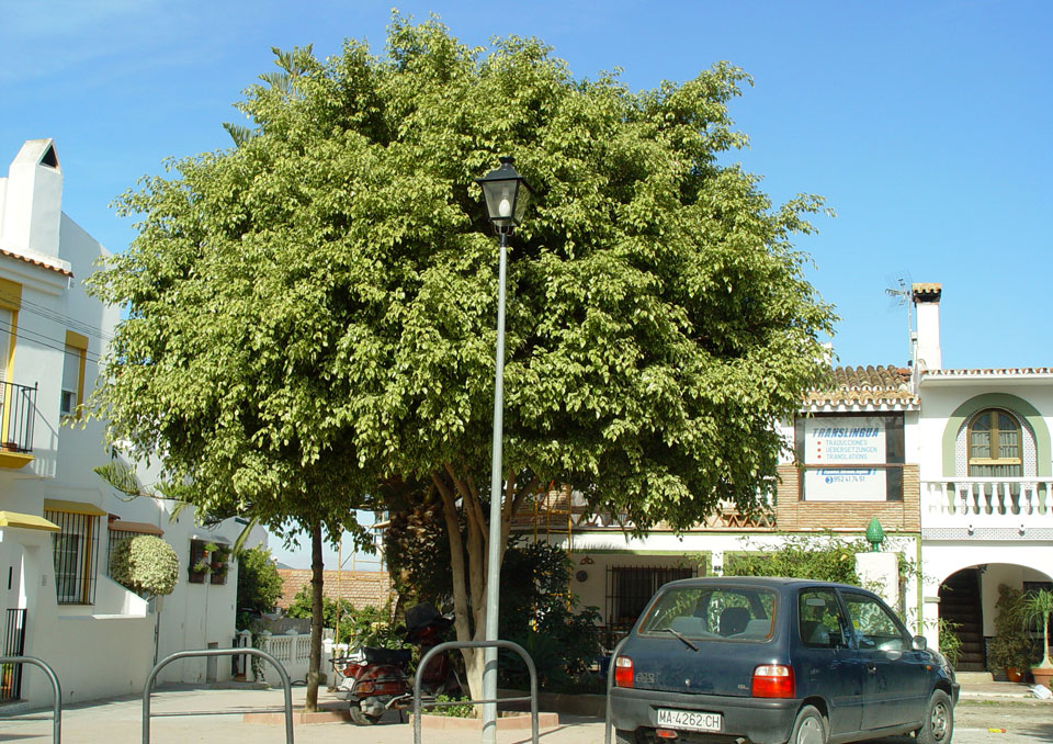 Ejemplar de Ficus benjamina