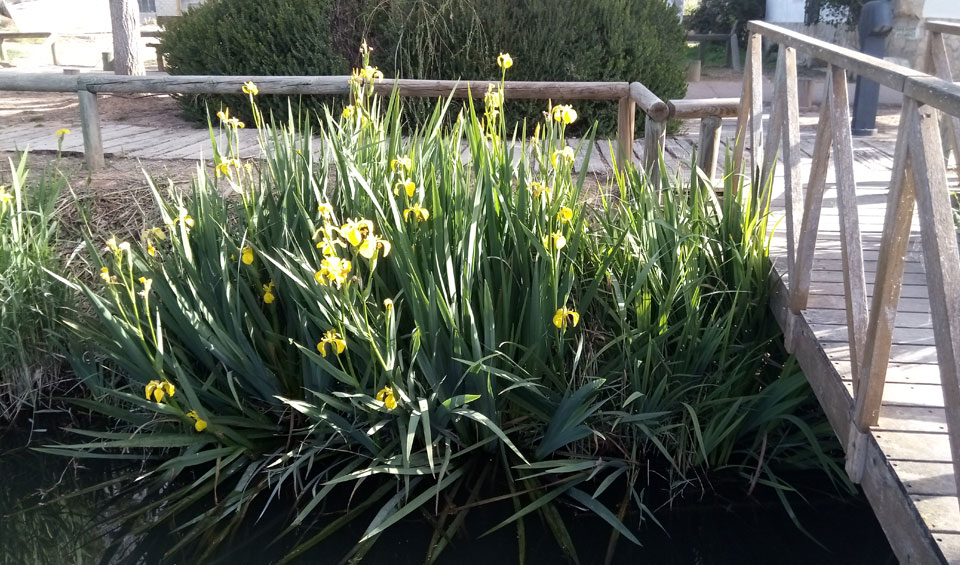 Iris pseudacorus en estanque