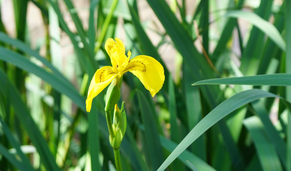 Flor de Iris pseudacorus