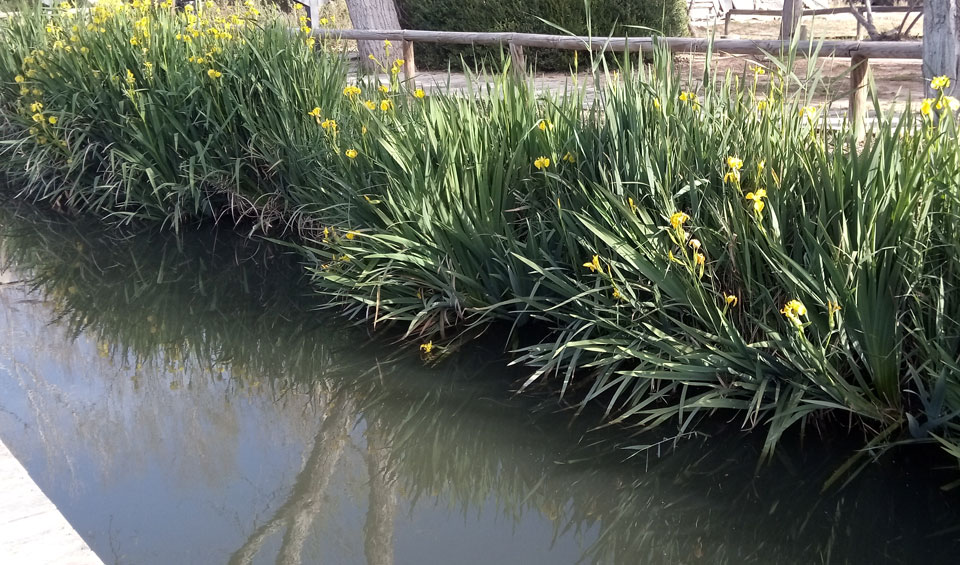 Iris pseudacorus en paseo