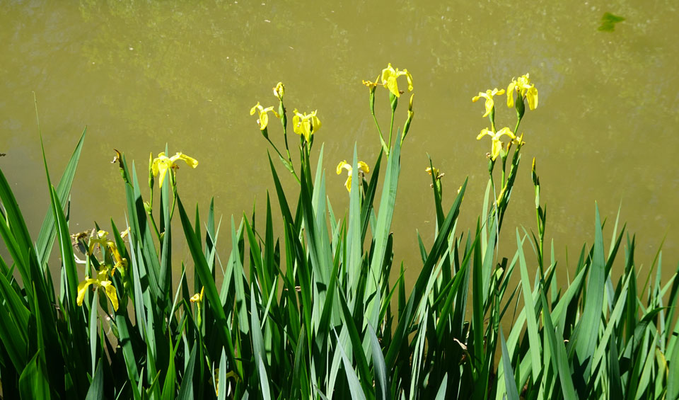 Iris pseudacorus en curso de río