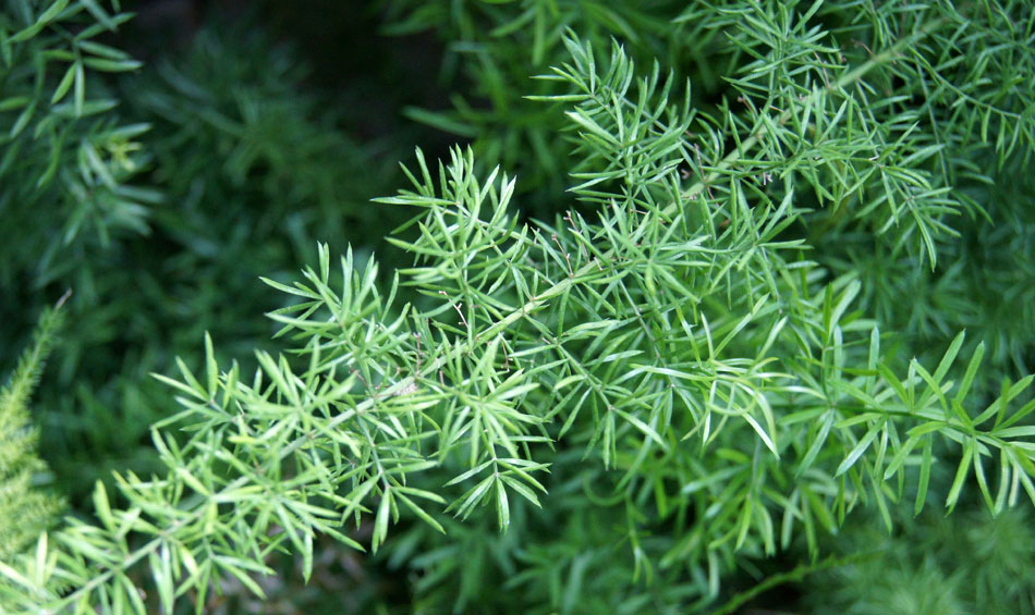 Asparagus sprengeri, follaje