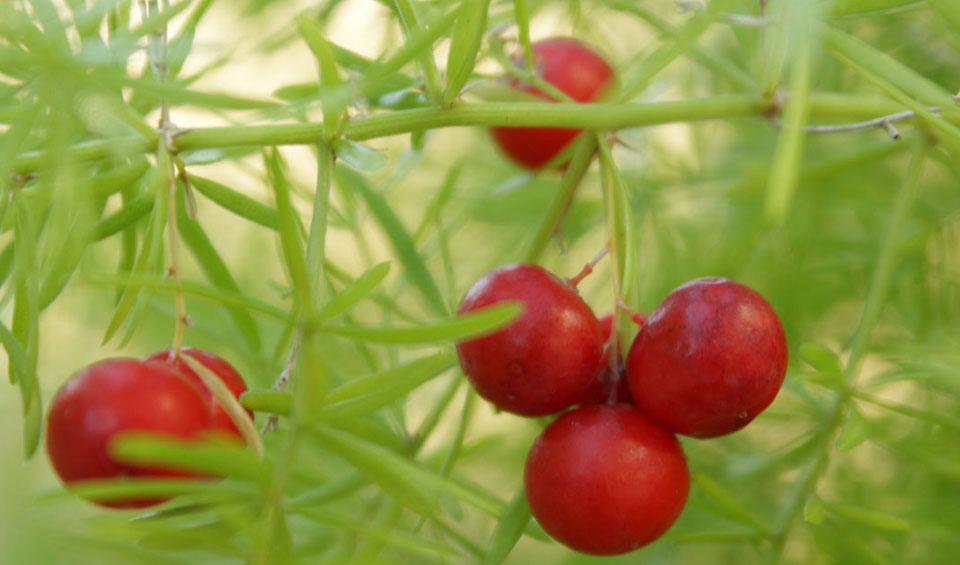 Asparagus sprengeri, fruto