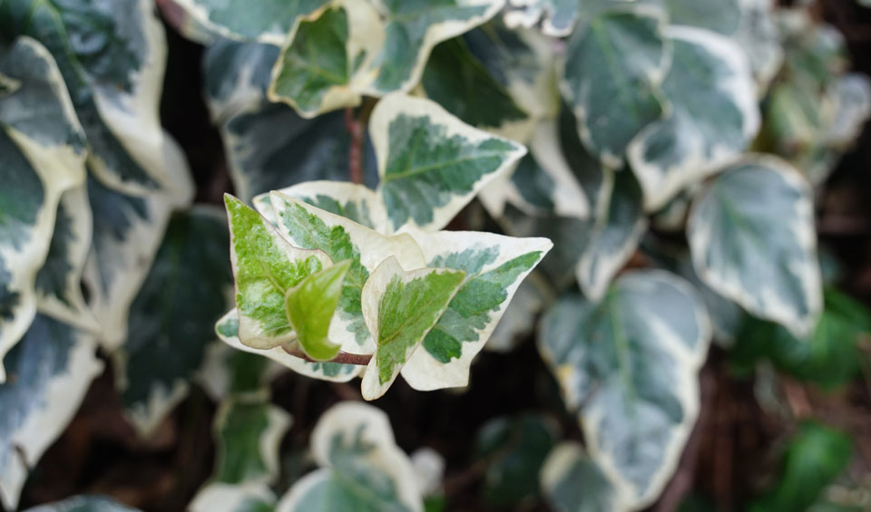 Hedera algeriensis ‘Gloire de Marengo’ 