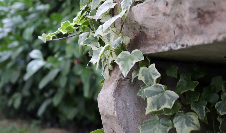 Hedera algeriensis ‘Gloire de Marengo’