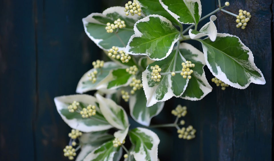 Hedera algeriensis ‘Gloire de Marengo’